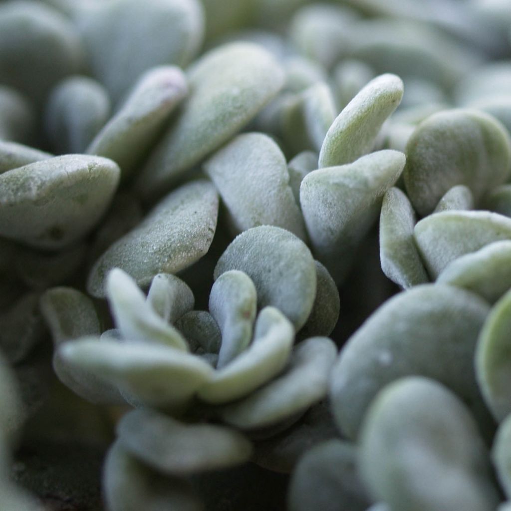 Sedum spathulifolium Cape Bianco