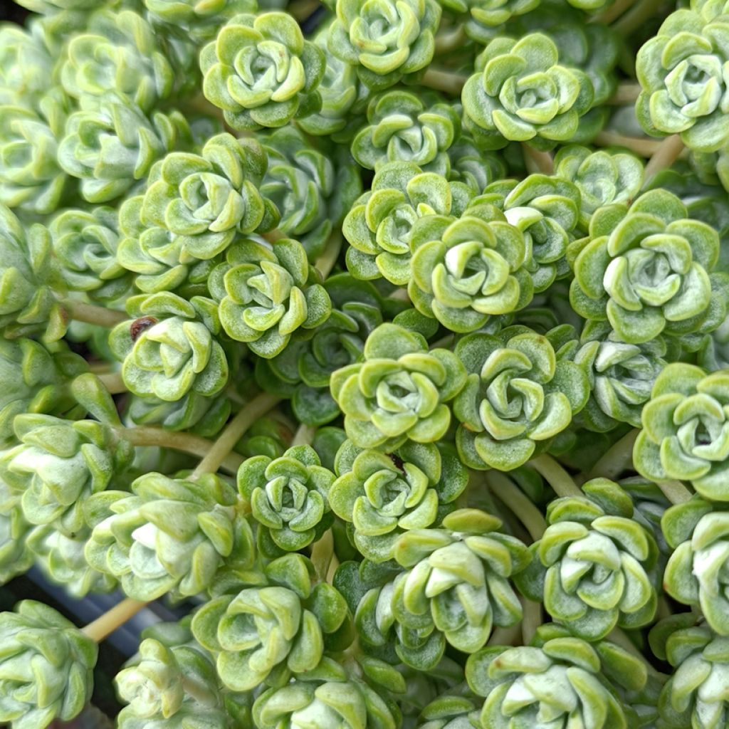 Sedum spathulifolium Cape Blanco - Orpin rampant