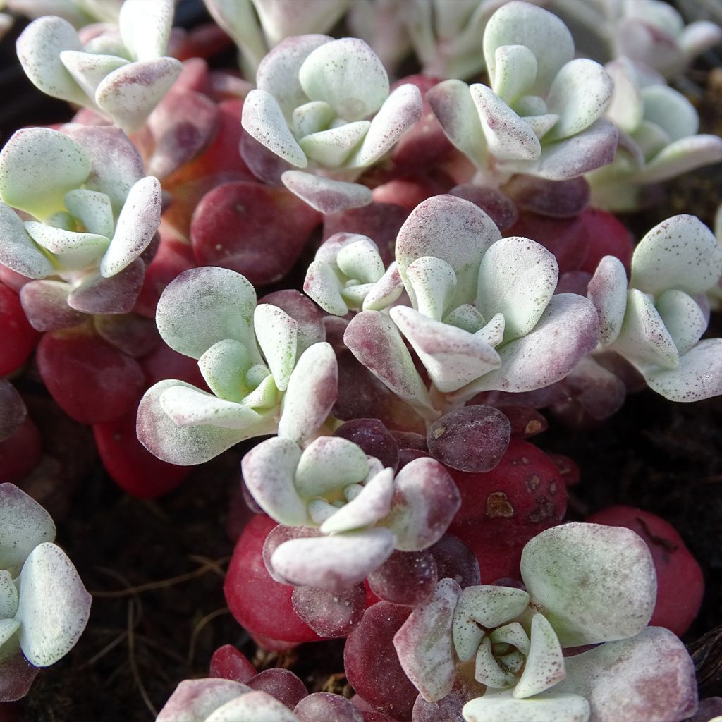 Sedum spathulifolium Purpureum