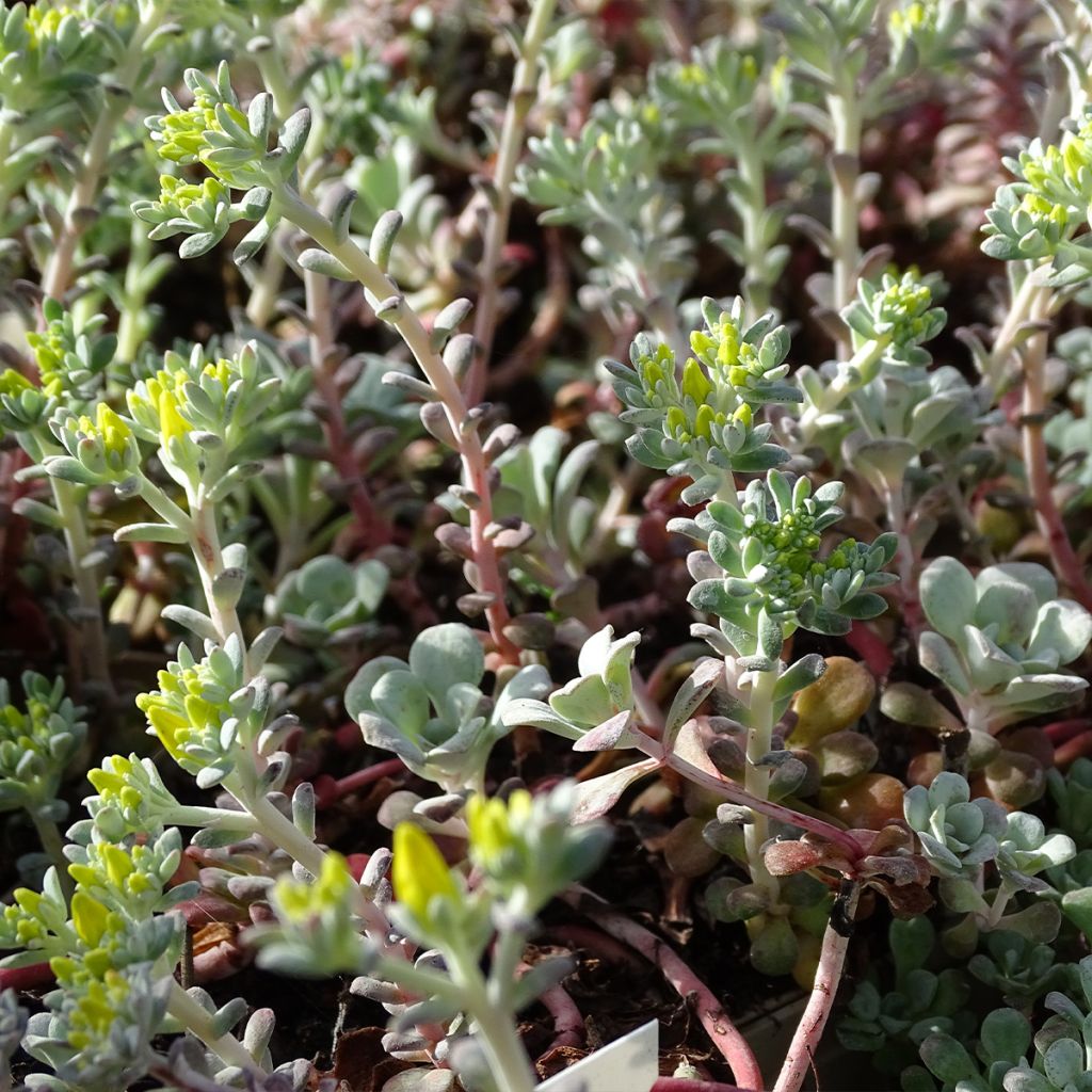 Sedum spathulifolium Purpureum