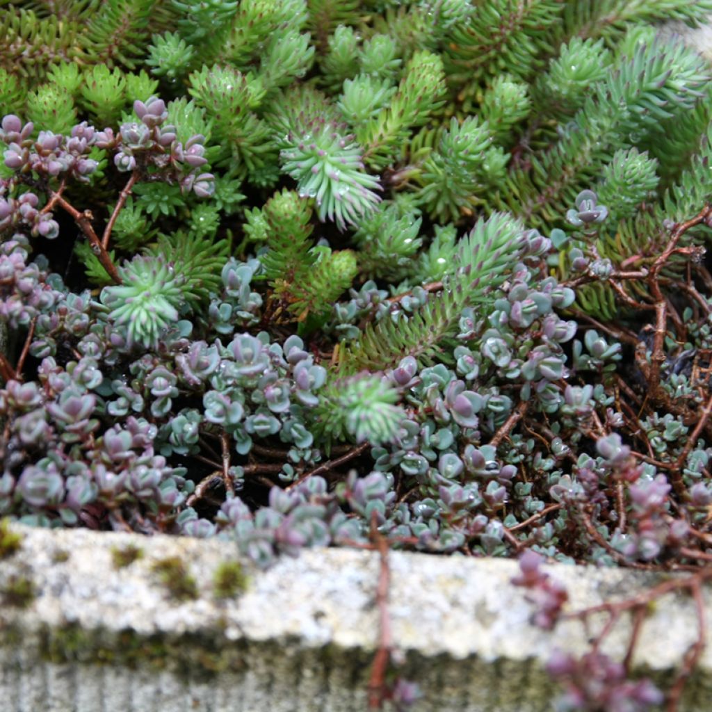 Sedum spathulifolium Purpureum