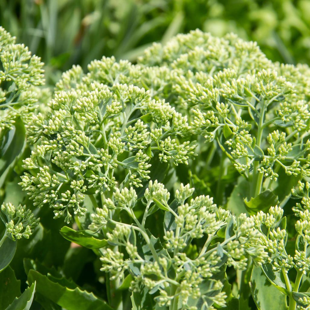 Sedum spectabile Brilliant - Grand Orpin d'automne