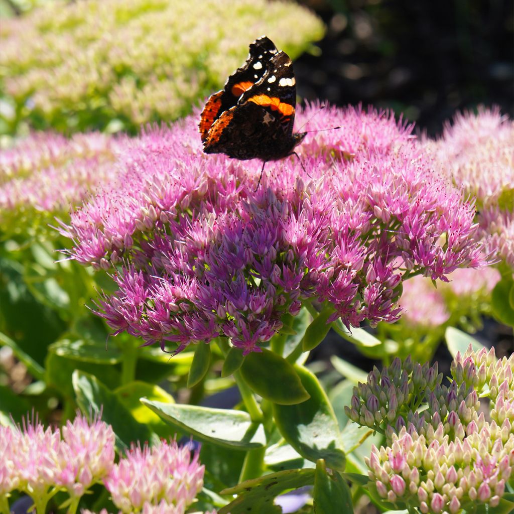 Sedum spectabile Brilliant - Grand Orpin d'automne