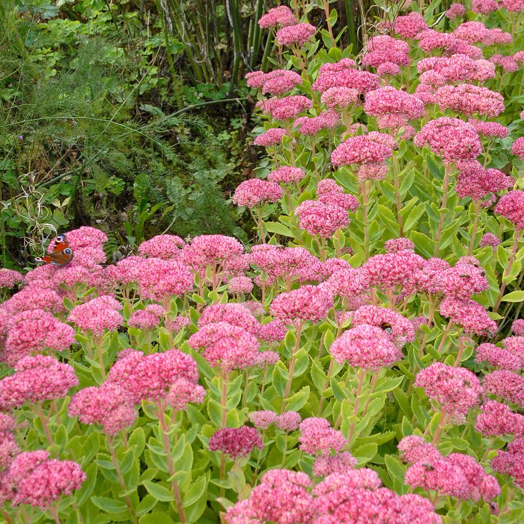 Sedum spectabile Brilliant - Grand Orpin d'automne