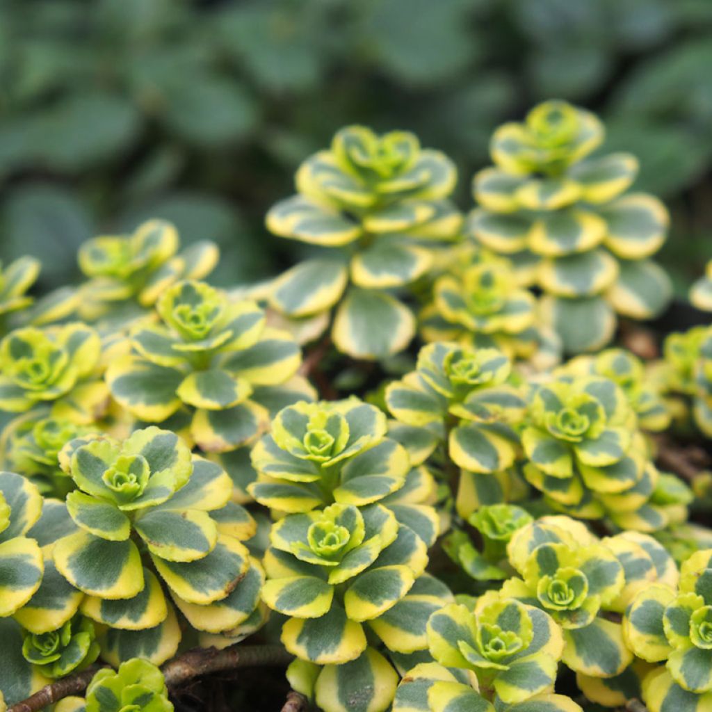 Sedum spurium Little Gecko - Orpin