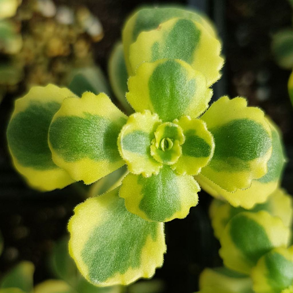 Sedum spurium Little Gecko - Orpin