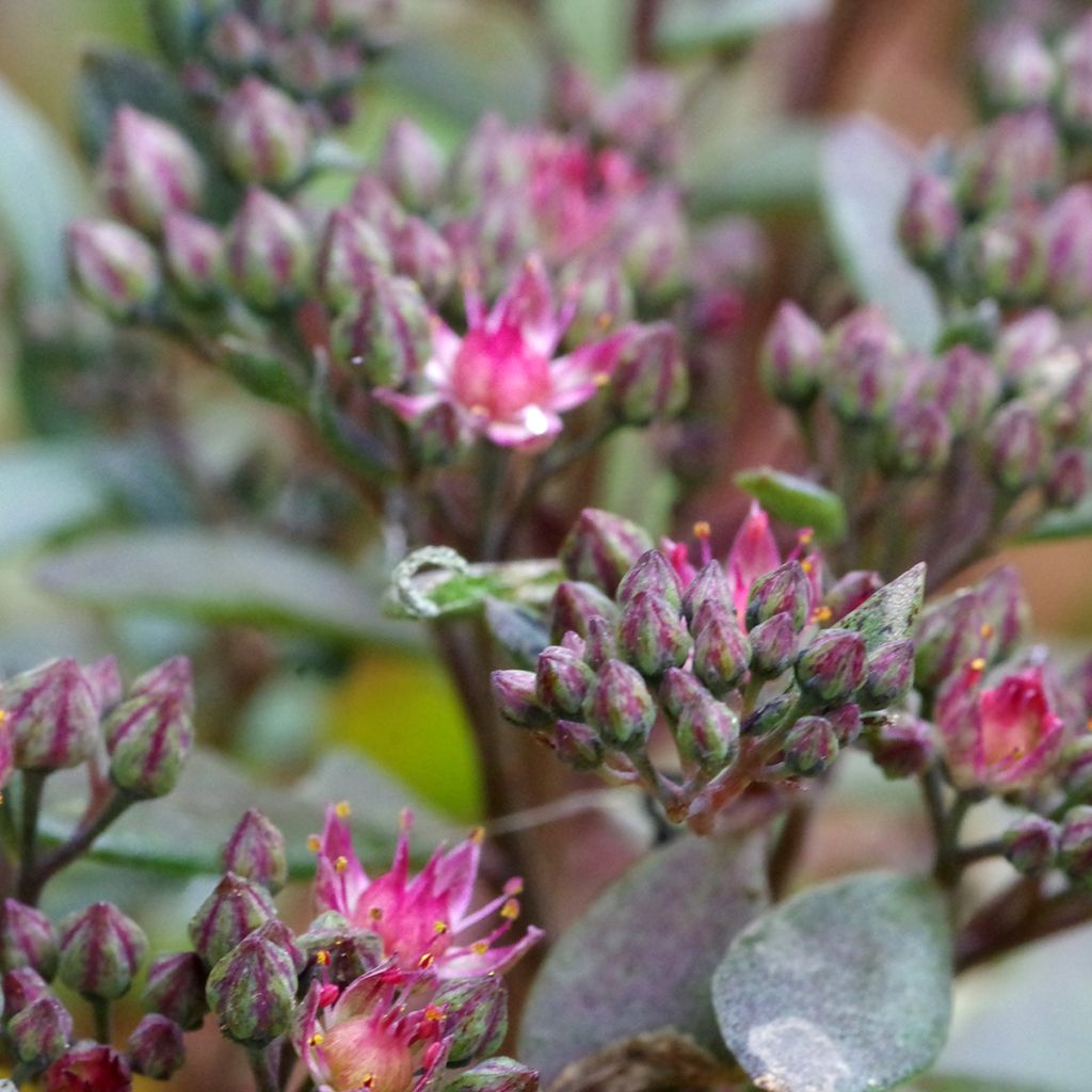 Sedum SunSparkler Blue Elf