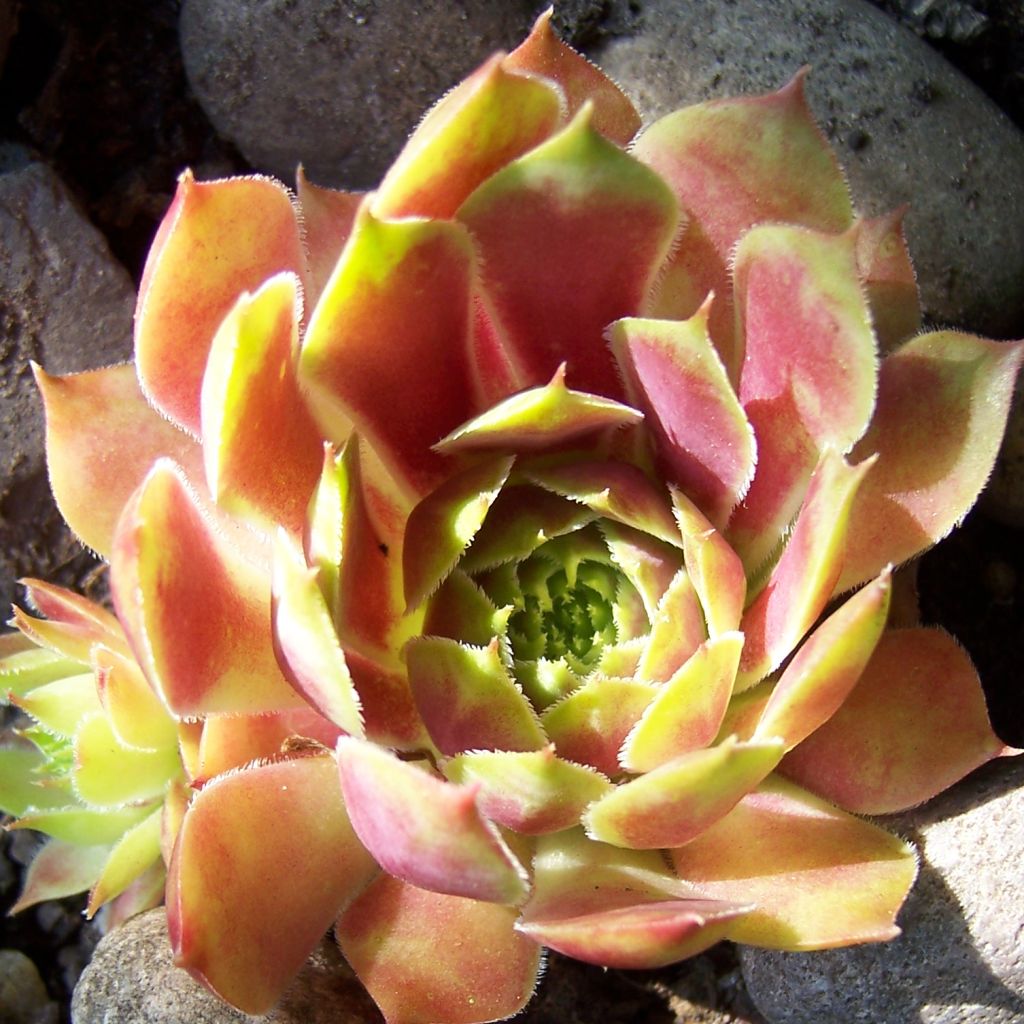 Sempervivum Commander Hay - Semprevivo