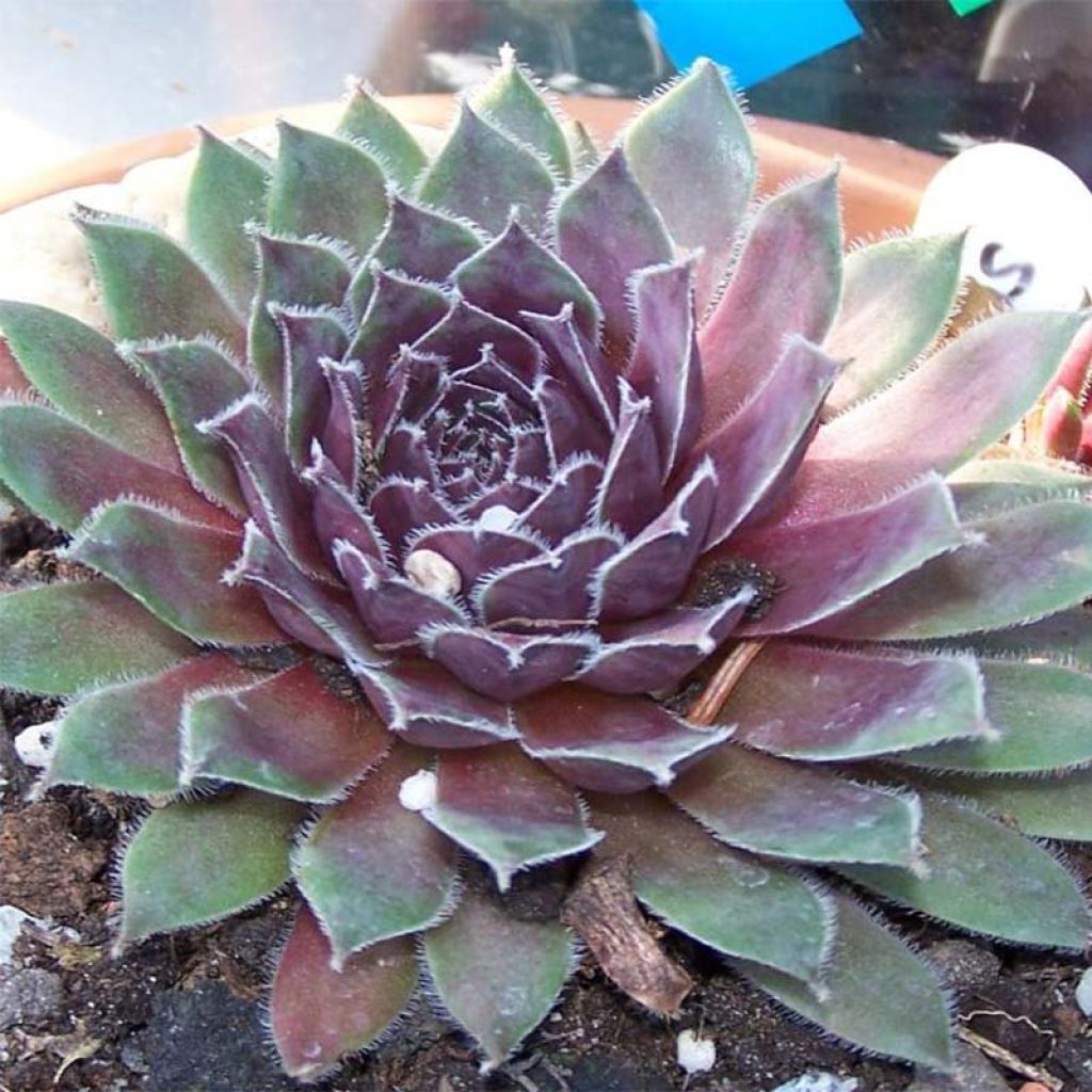 Sempervivum Pilatus - Semprevivo