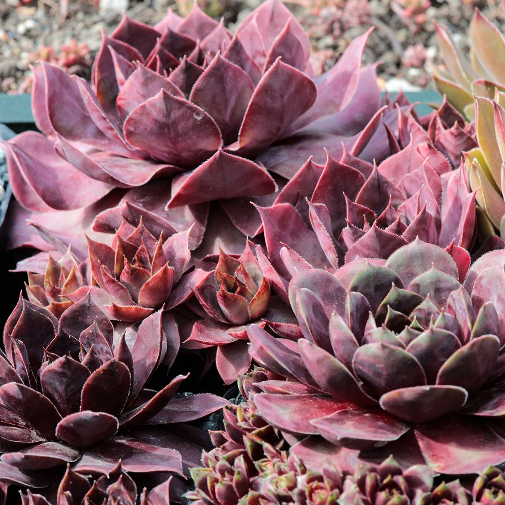 Sempervivum Rauher Kulm - Joubarbe hybride