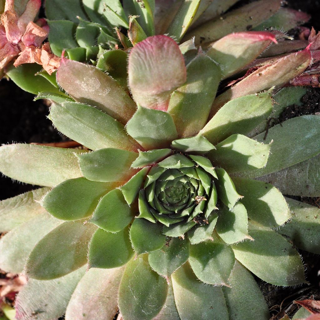 Sempervivum Santis - Joubarbe hybride