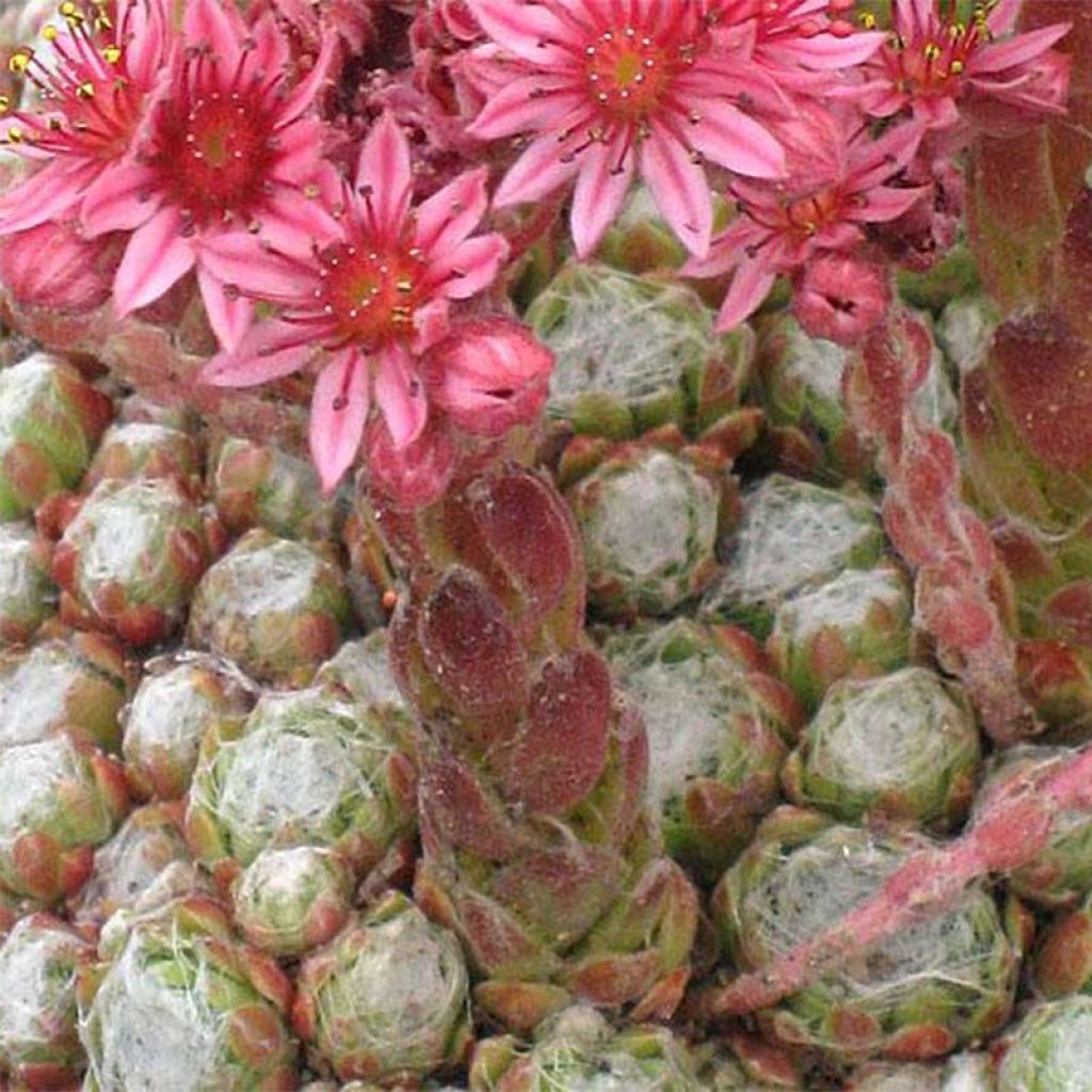 Sempervivum arachnoideum Rubrum - Semprevivo ragnateloso