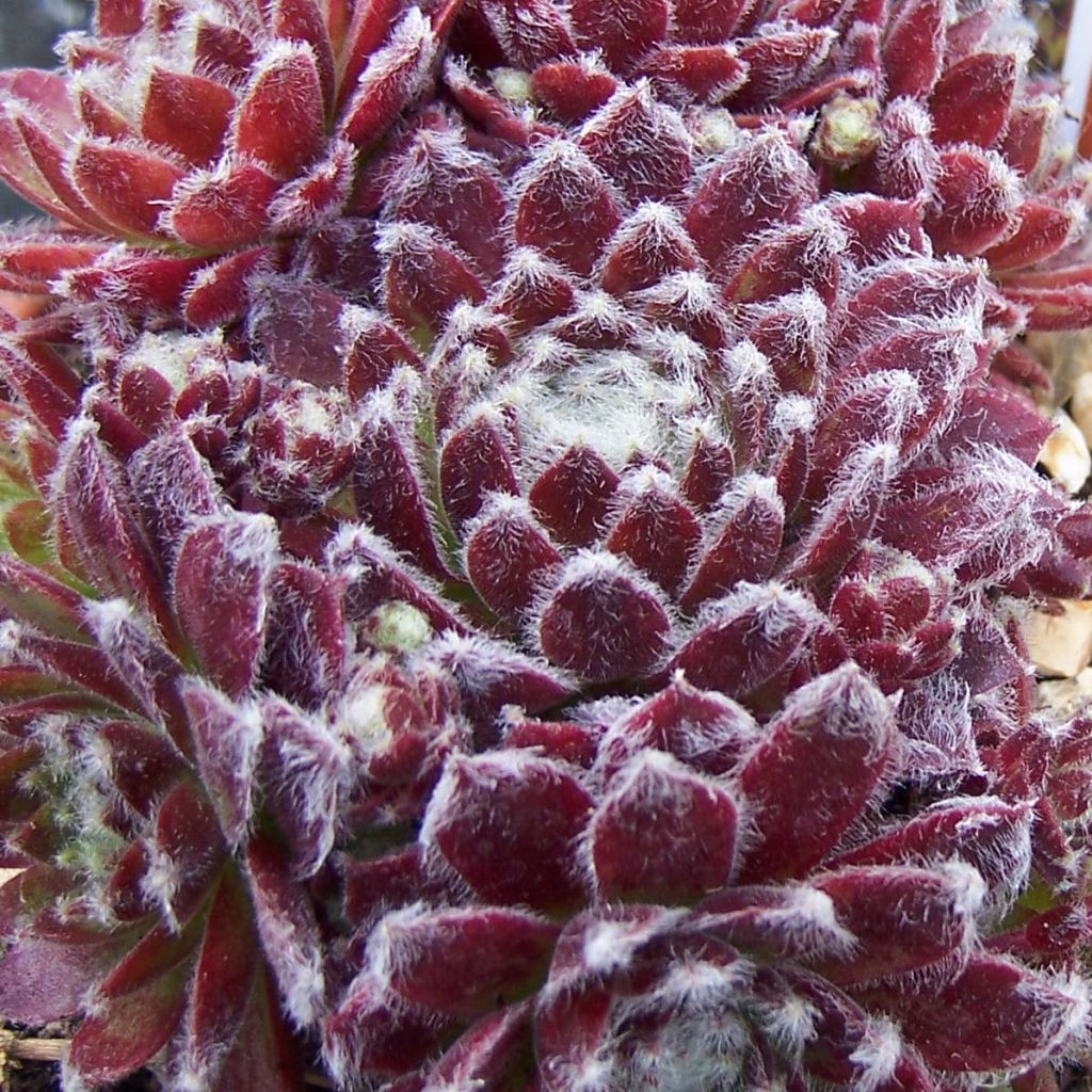 Sempervivum arachnoideum Rubrum - Semprevivo ragnateloso