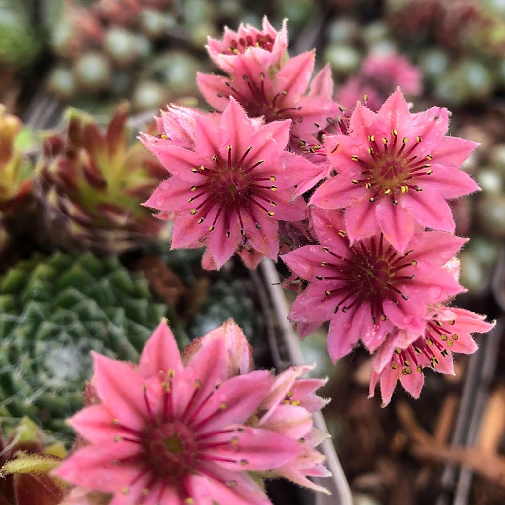 Sempervivum arachnoideum Rubrum - Semprevivo ragnateloso