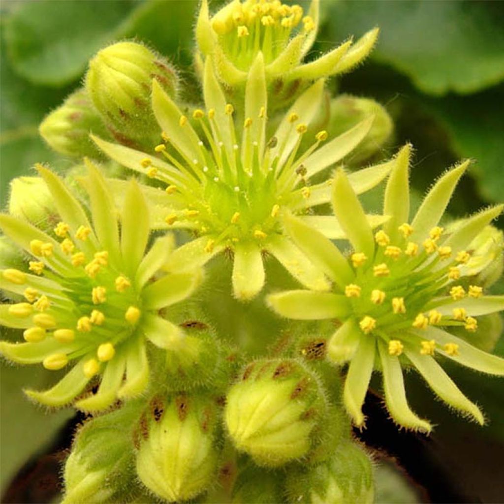 Sempervivum ciliosum var. borisii