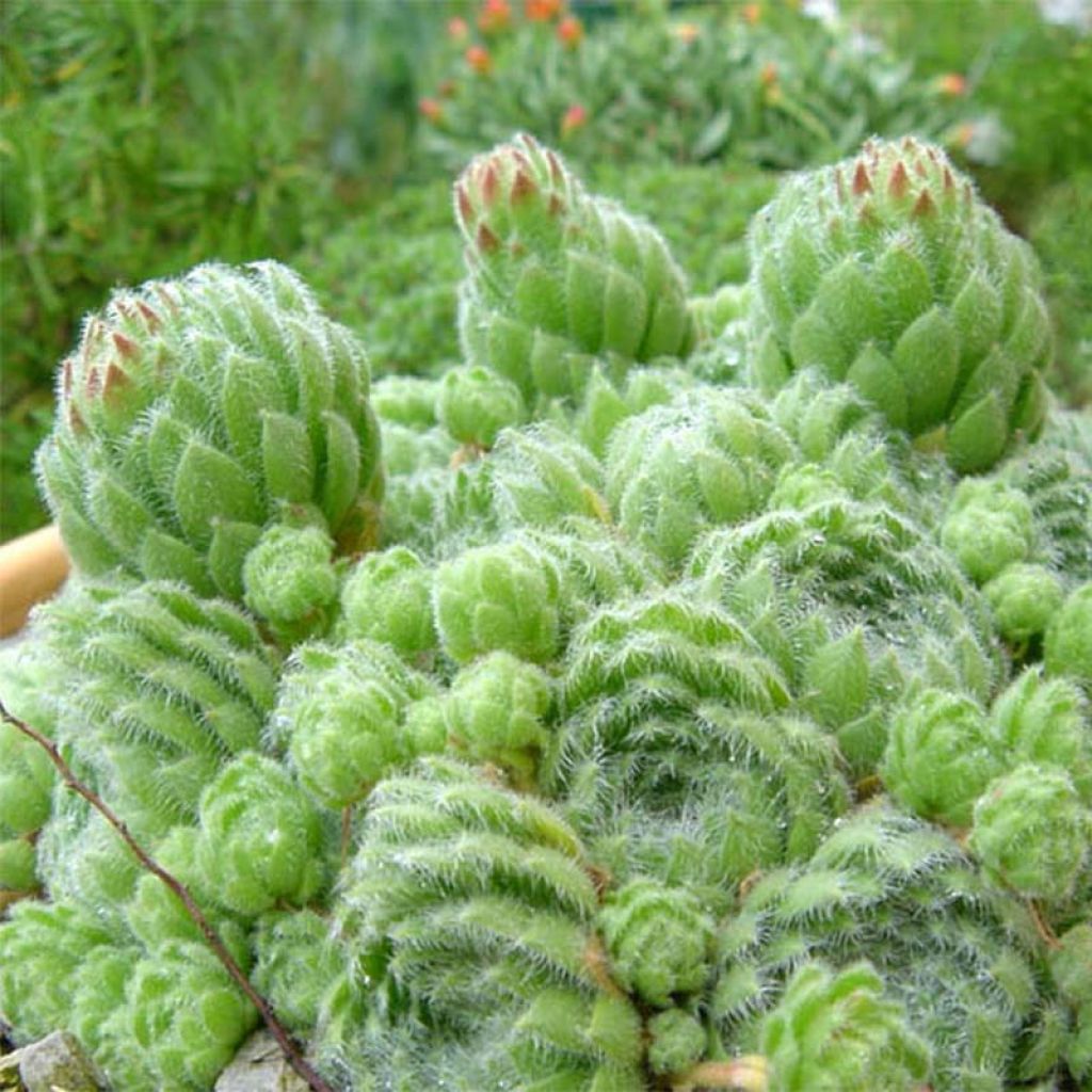 Sempervivum ciliosum var. borisii