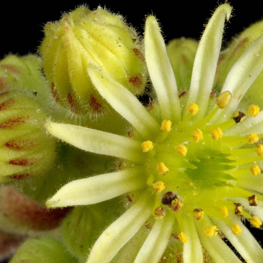 Sempervivum ciliosum var. borisii