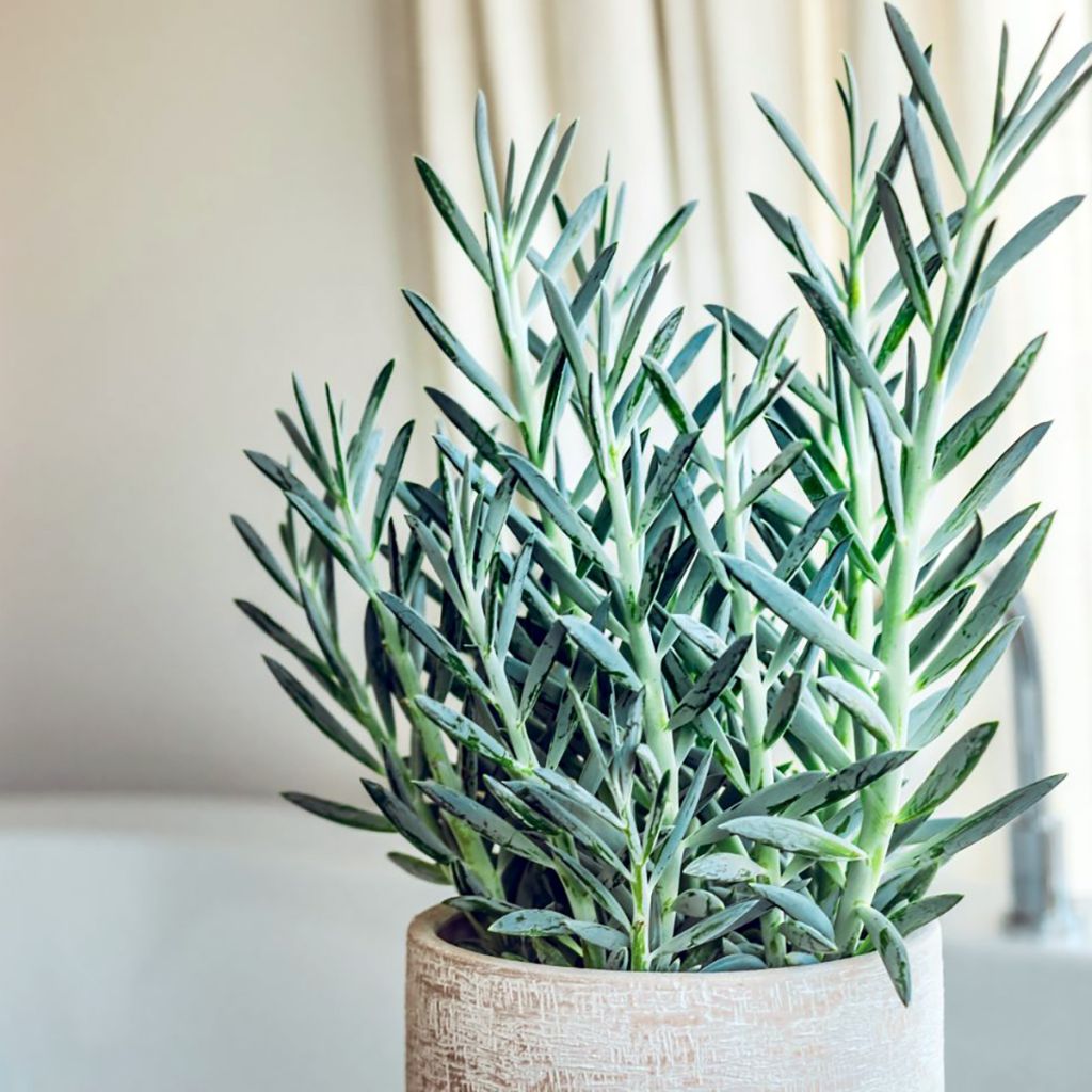 Senecio serpens Blue Chalk