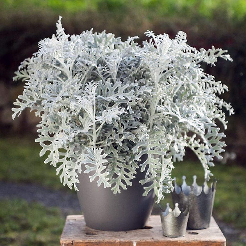 Senecio Silver Gleam