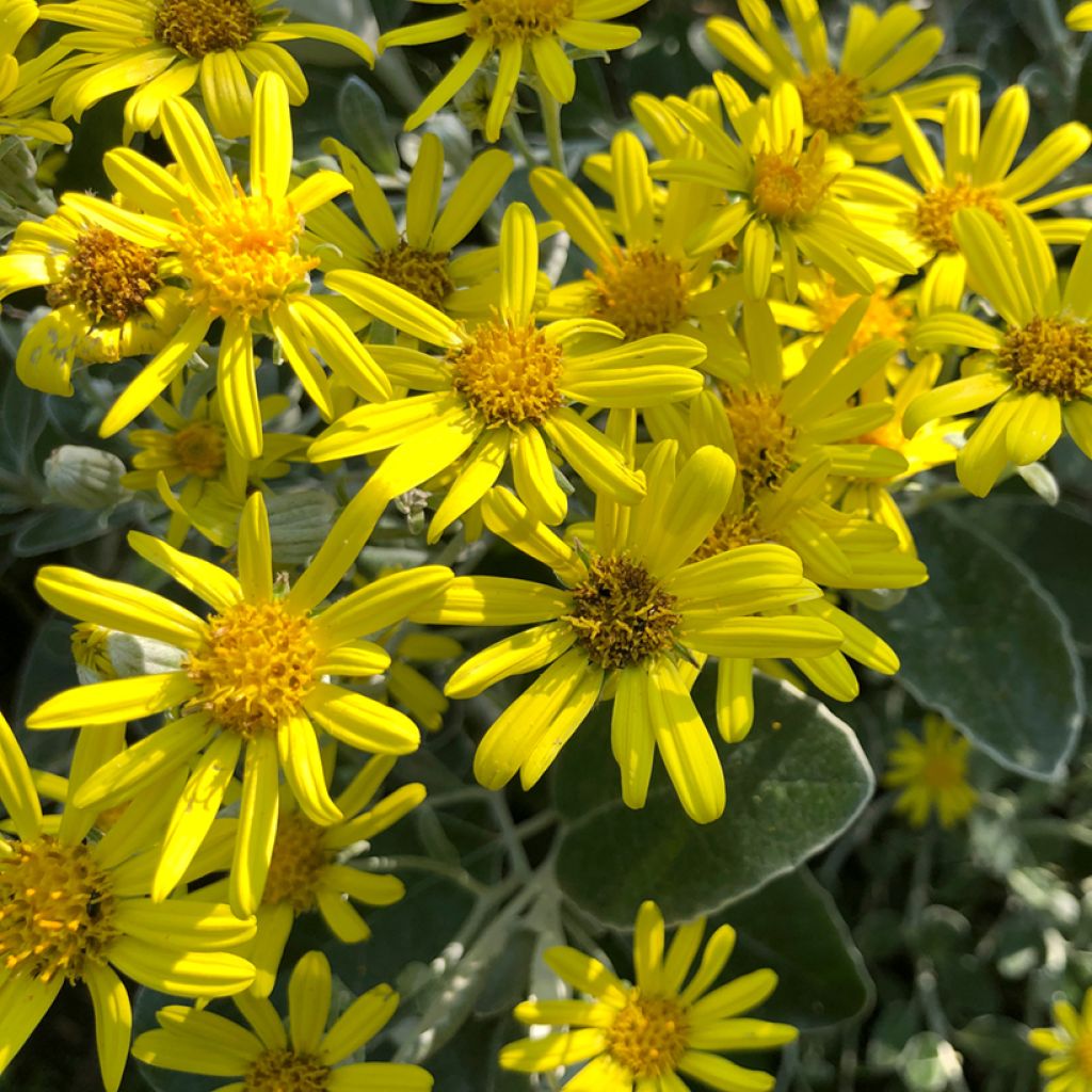 Senecio greyi Sunshine