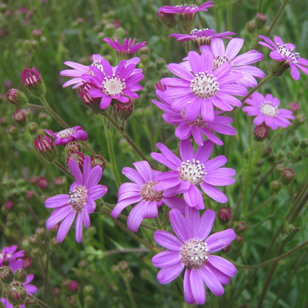 Senecio polyodon - Séneçon rose