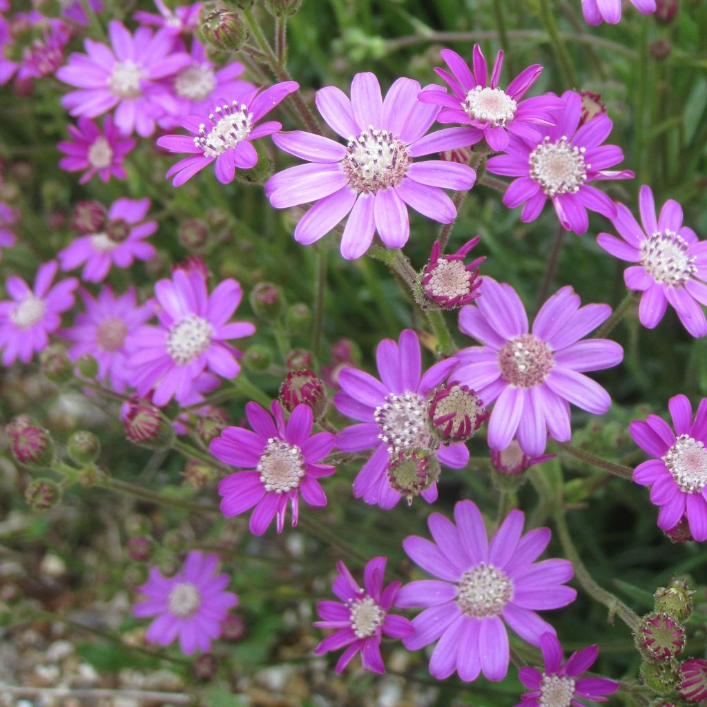 Senecio polyodon - Séneçon rose