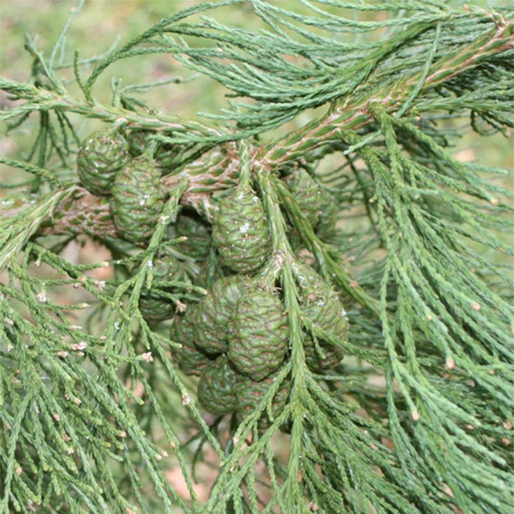 Sequoiadendron giganteum - Séquoia géant 