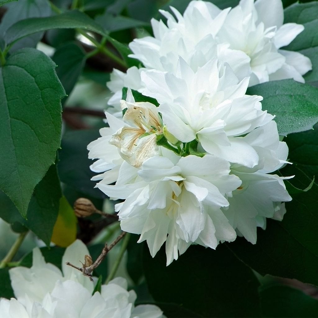 Seringat Minnesota Snowflake - Philadelphus virginalis