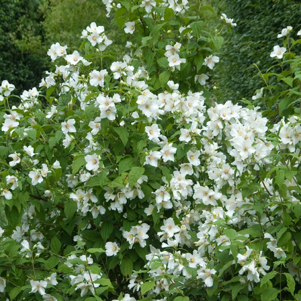 Philadelphus Beauclerk - Filadelfo