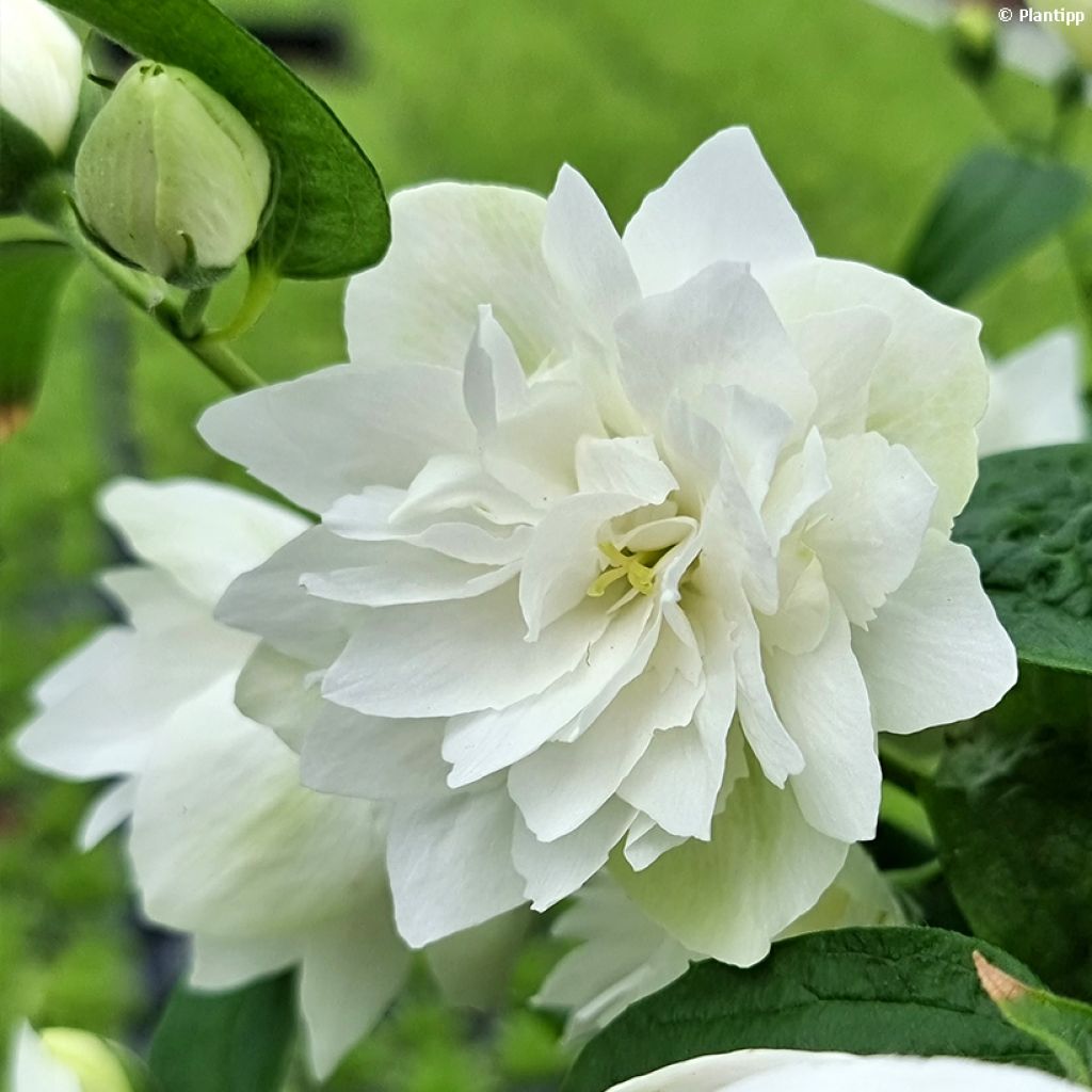 Seringat - Philadelphus Pearls of Perfume