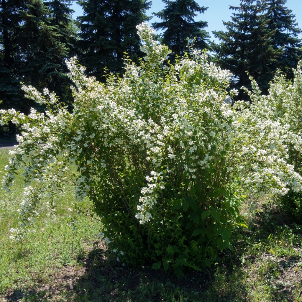 Seringat - Philadelphus Silberregen