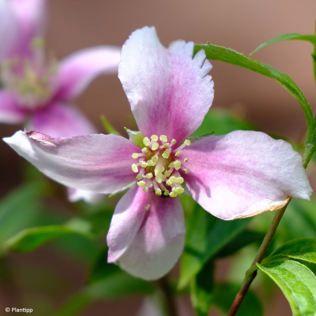 Philadelphus Petite Perfume Pink - Filadelfo