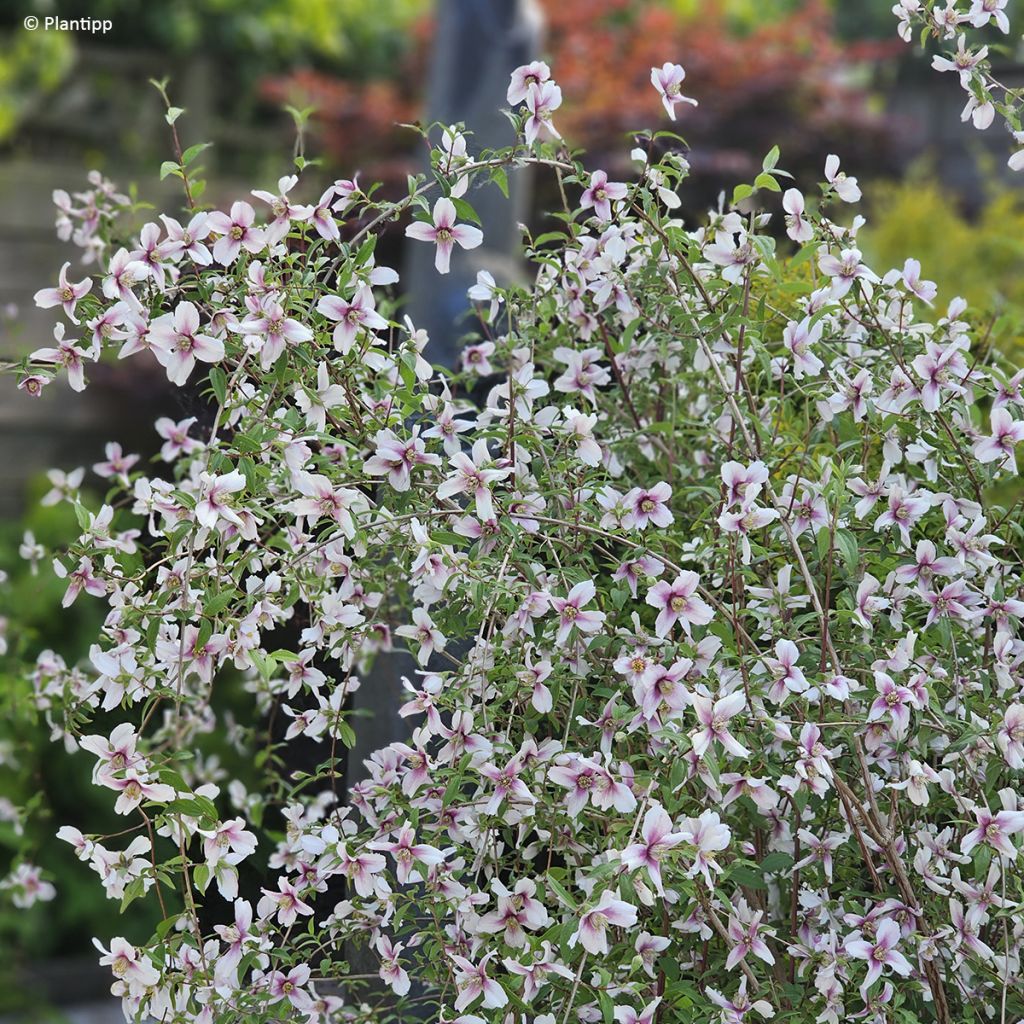 Philadelphus Petite Perfume Pink - Filadelfo