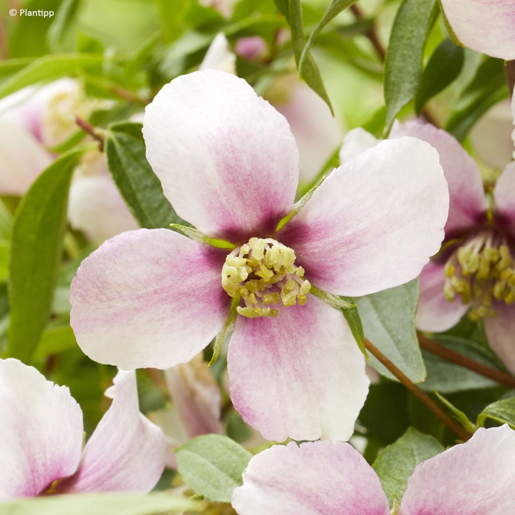 Philadelphus Petite Perfume Pink - Filadelfo