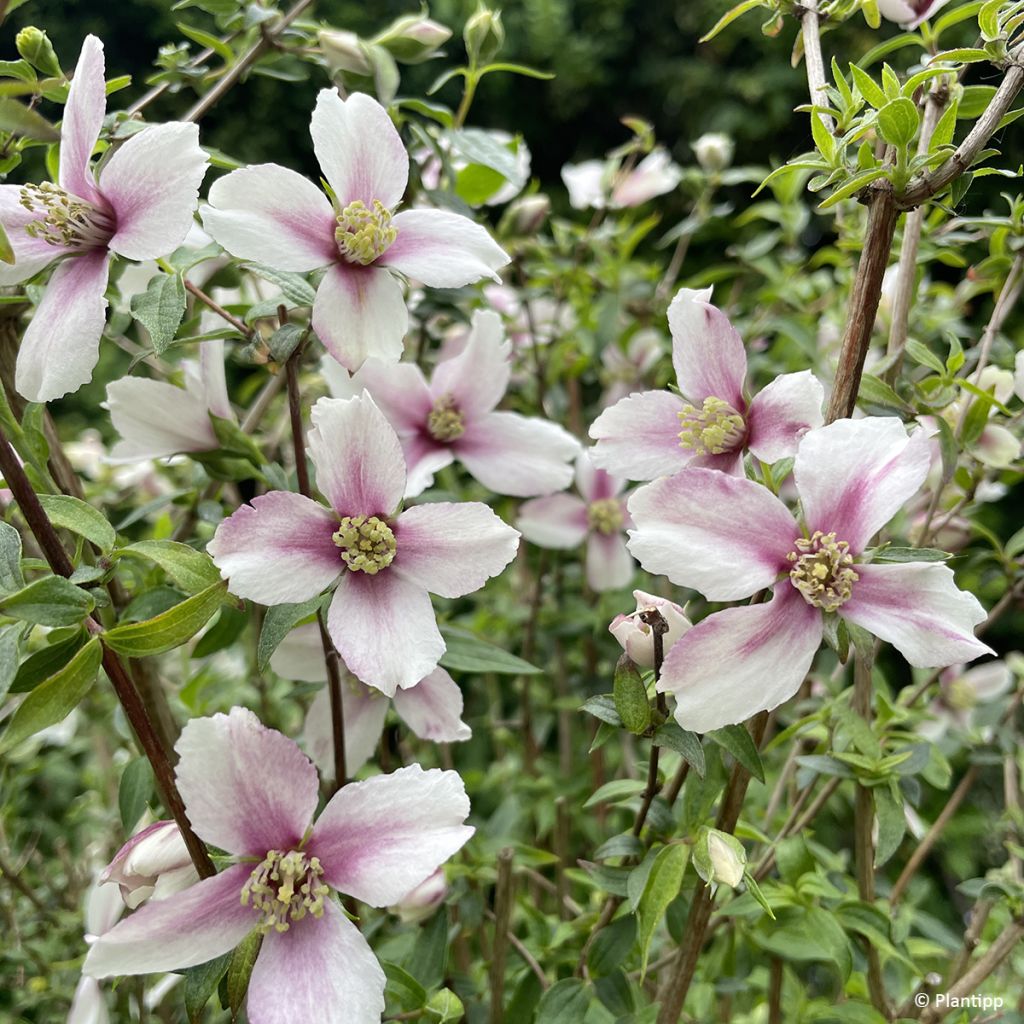 Philadelphus Petite Perfume Pink - Filadelfo