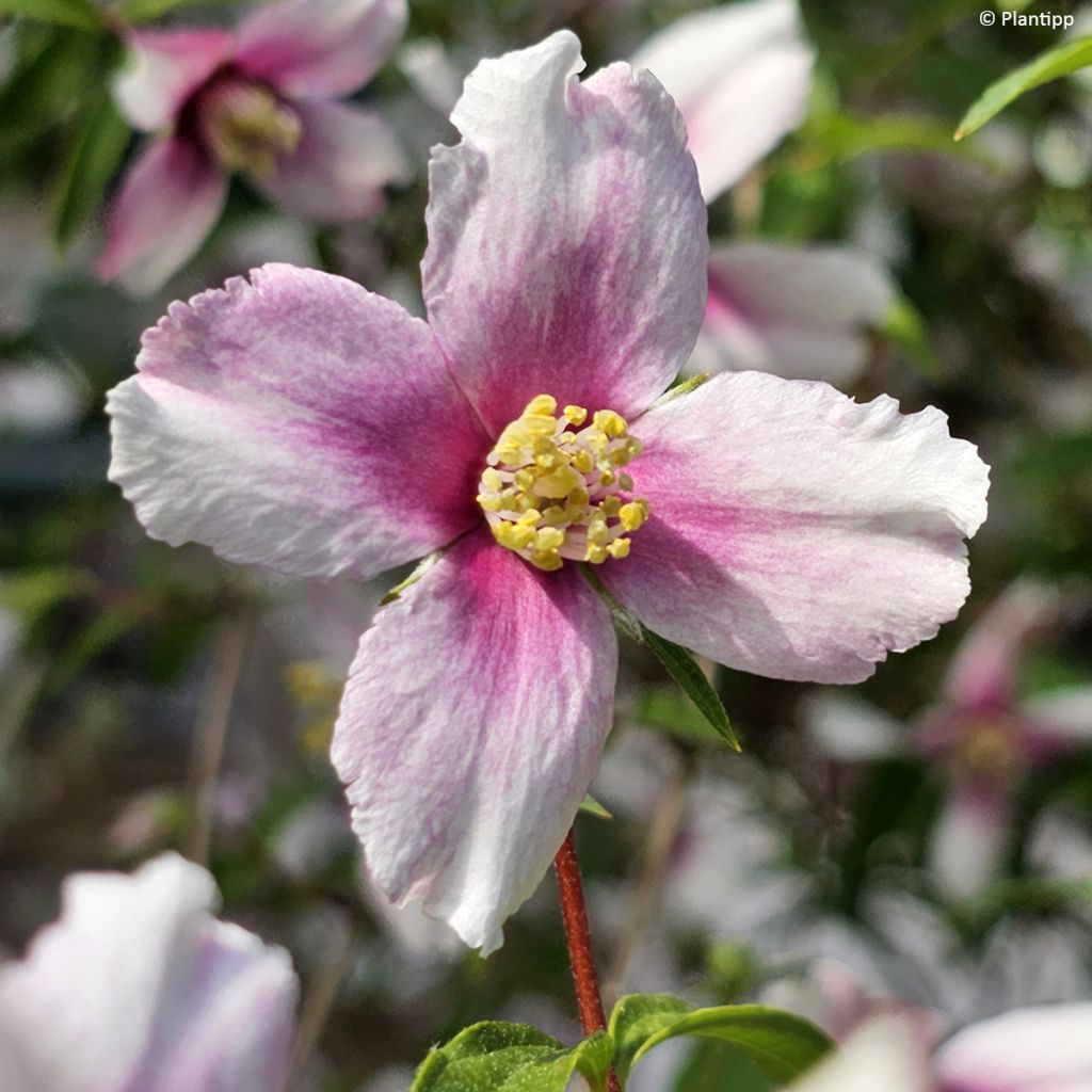 Philadelphus Petite Perfume Pink - Filadelfo