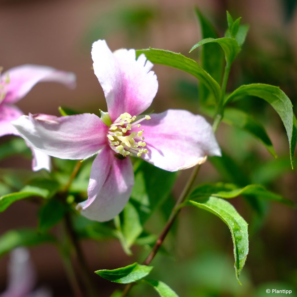 Philadelphus Petite Perfume Pink - Filadelfo