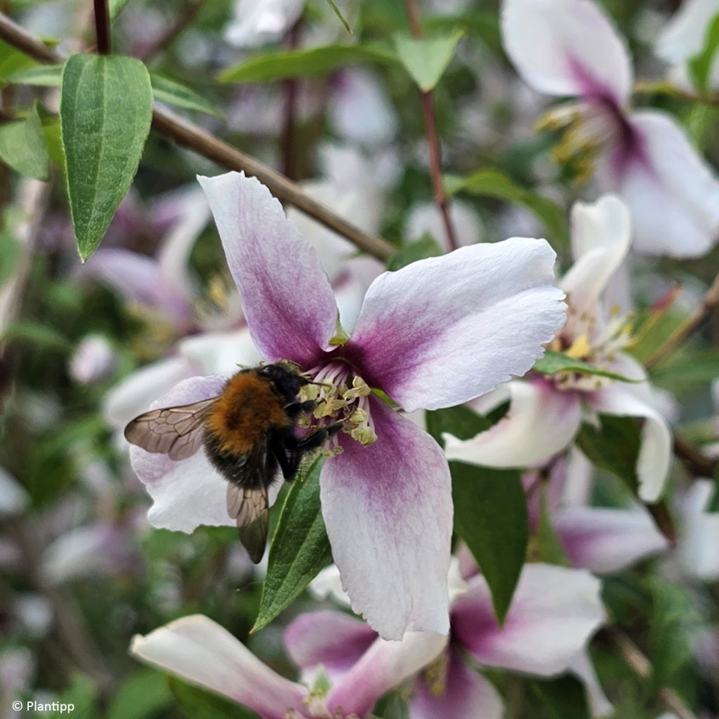 Philadelphus Petite Perfume Pink - Filadelfo