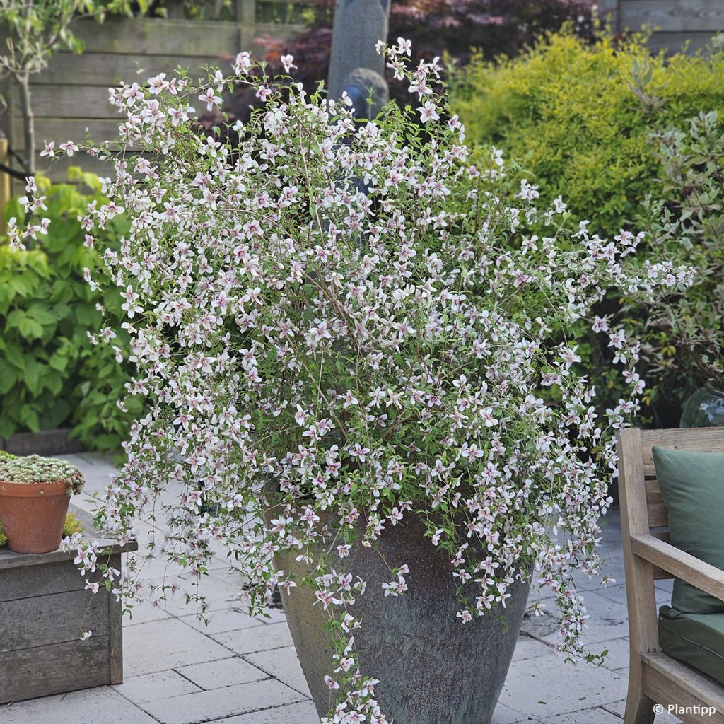 Philadelphus Petite Perfume Pink - Filadelfo