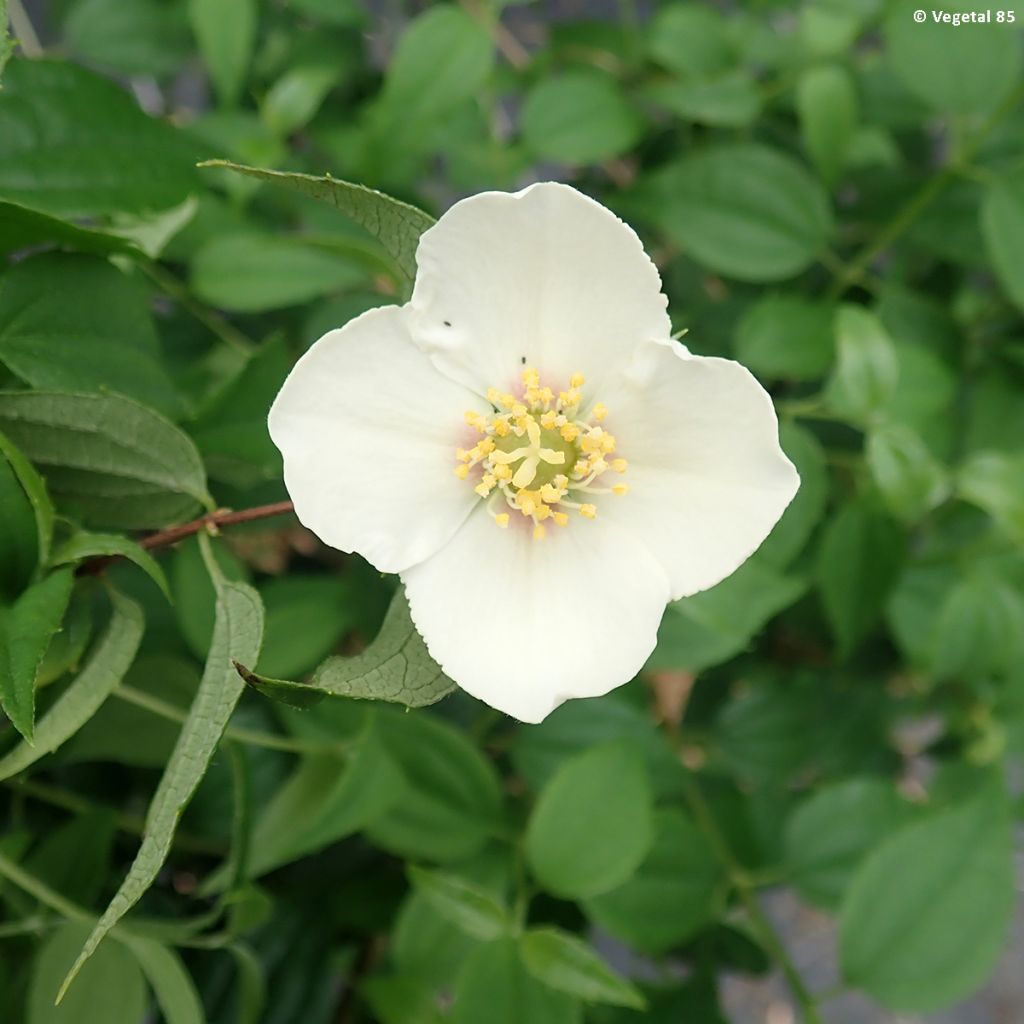 Philadelphus mexicanus - Filadelfo