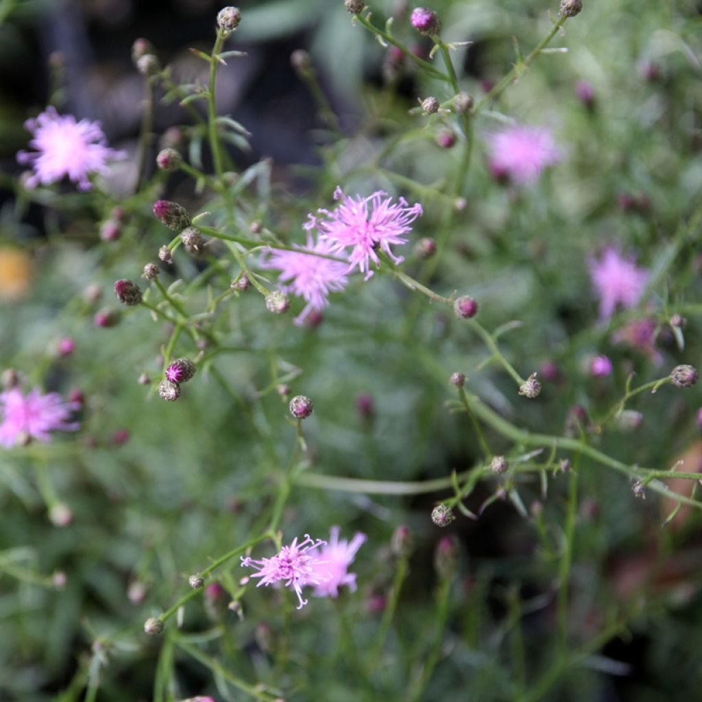 Serratula tinctoria ssp seoanei