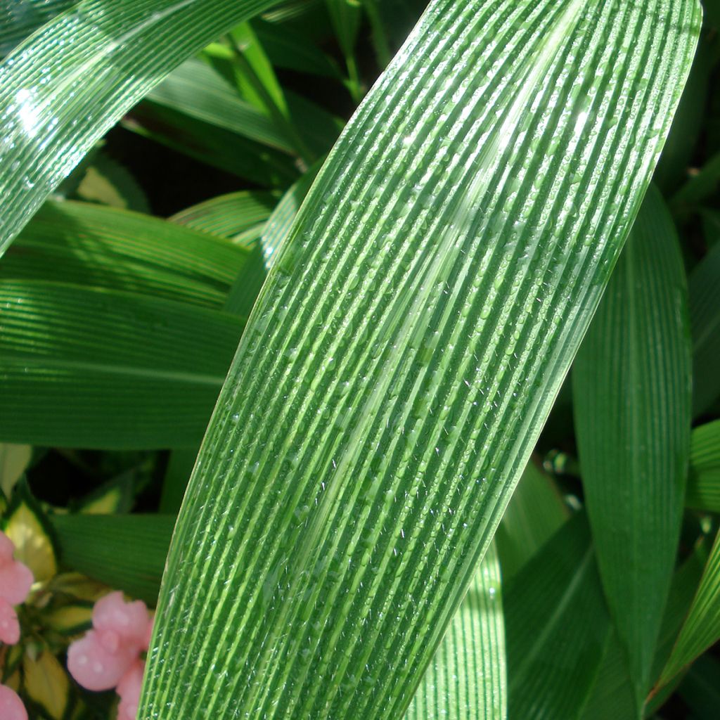 Setaria palmifolia - Erba di palma