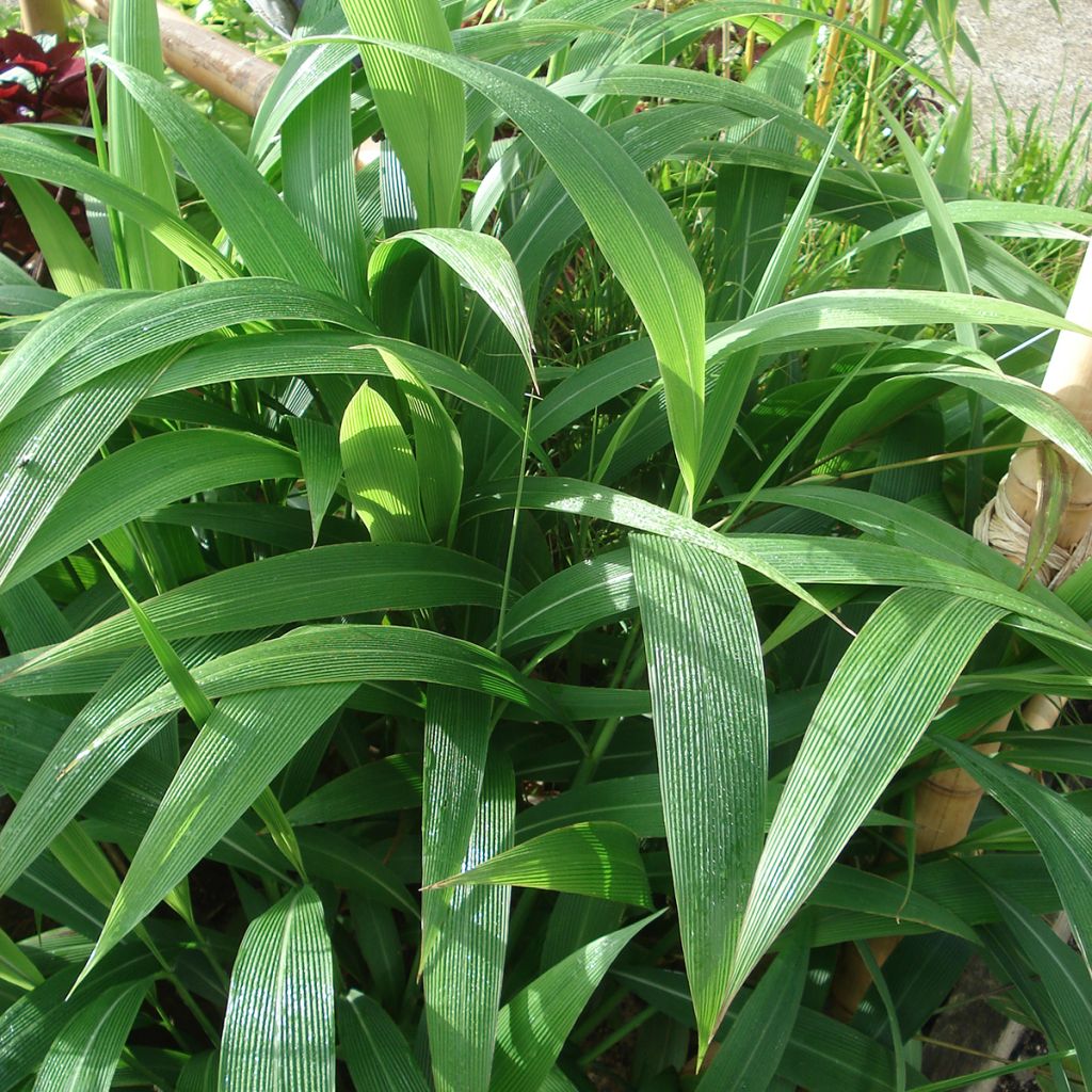 Setaria palmifolia - Erba di palma