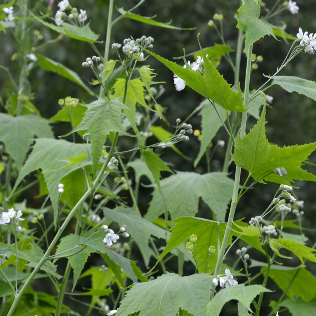 Sida hermaphrodita