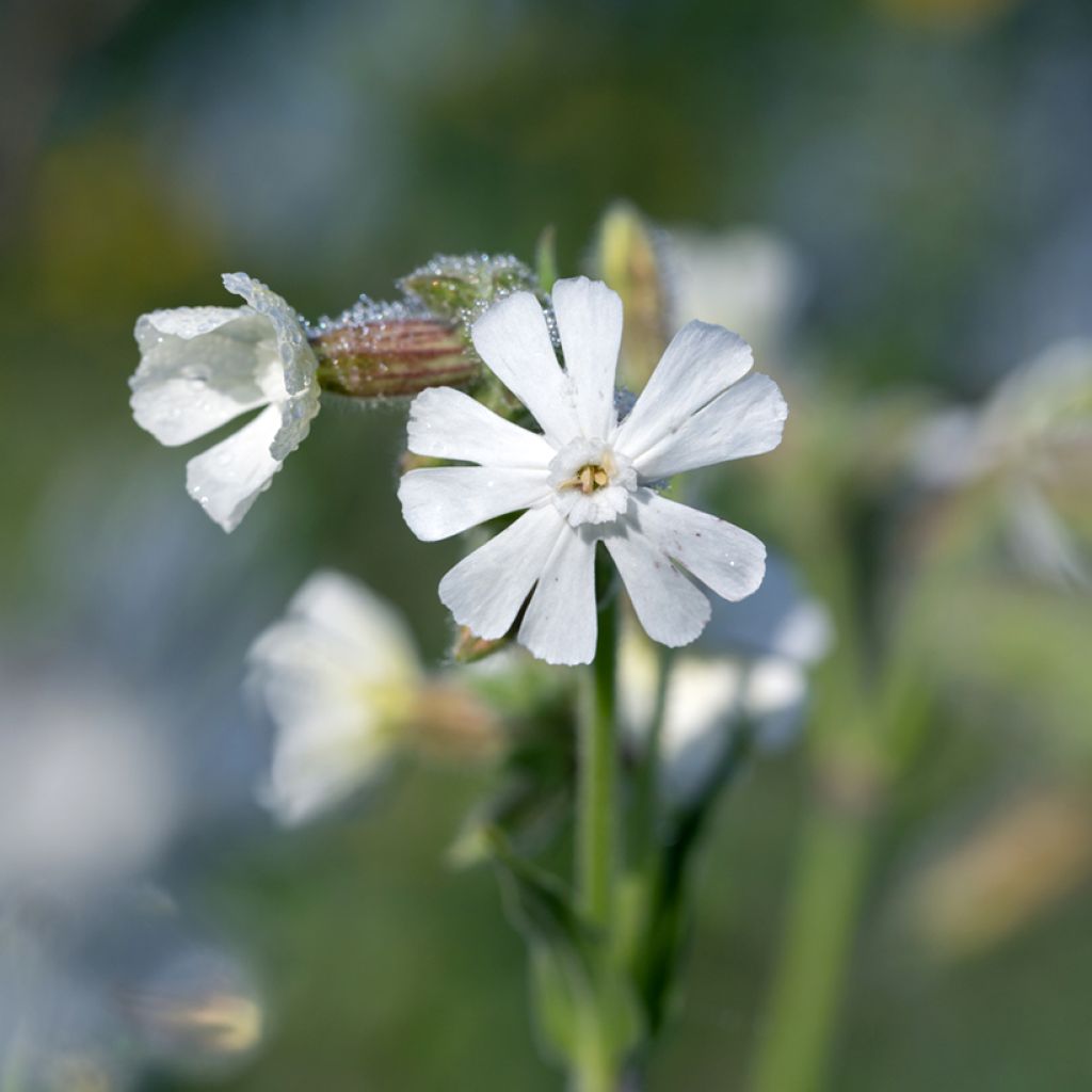 Silene latifolia subsp. alba - Compagnon blanc