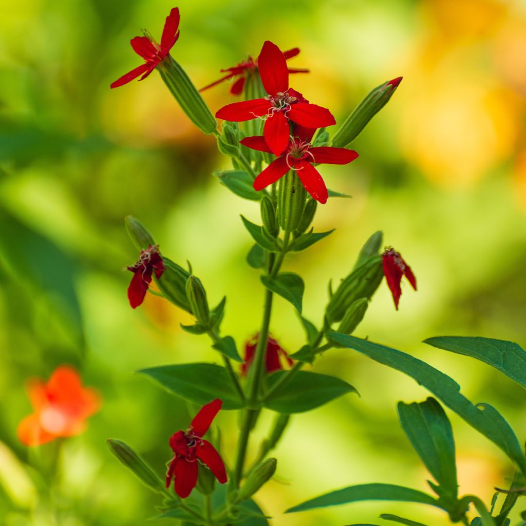 Silene regia - Silène royal