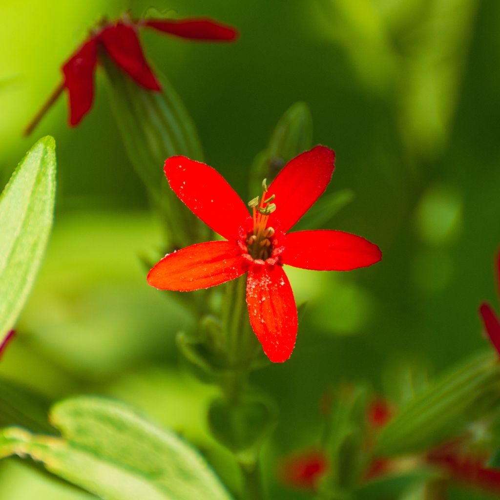 Silene regia - Silène royal