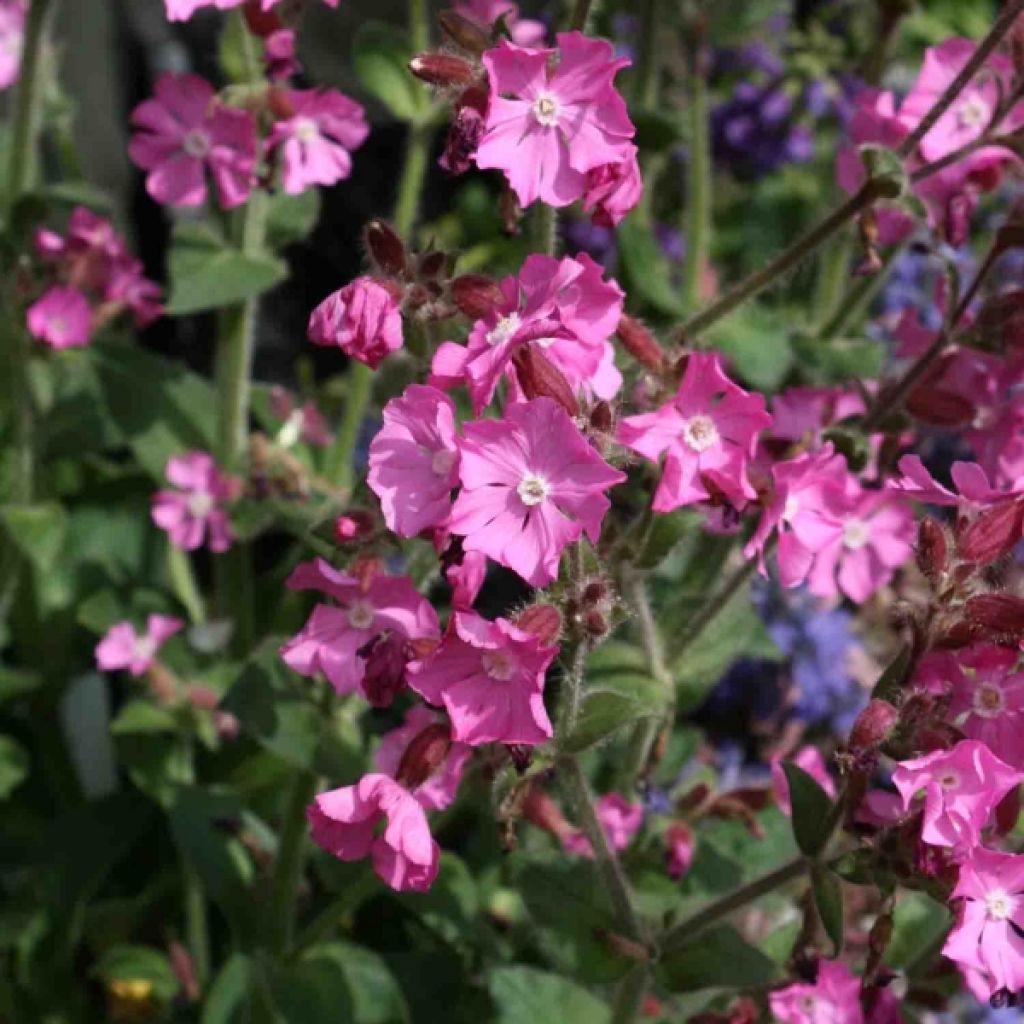 Silène rub. Rollies Favorite - Silene robotii