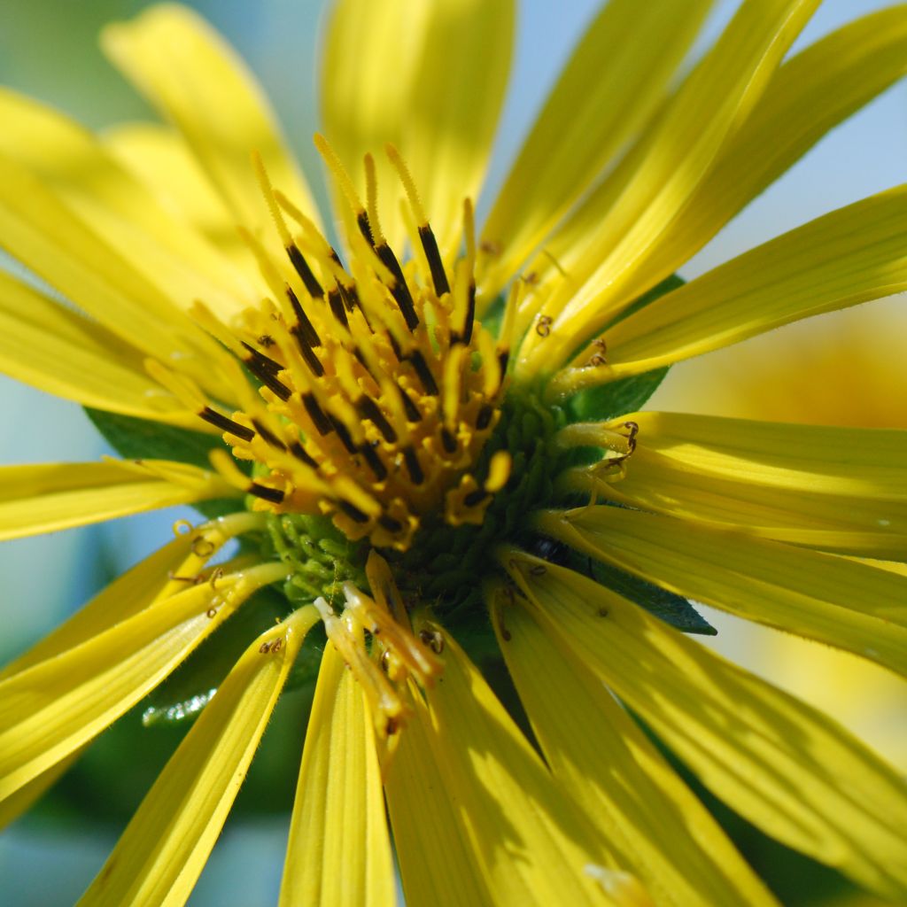 Silphium laciniatum - Plante boussole