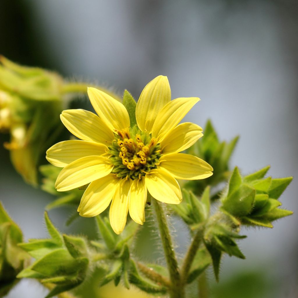 Silphium mohrii